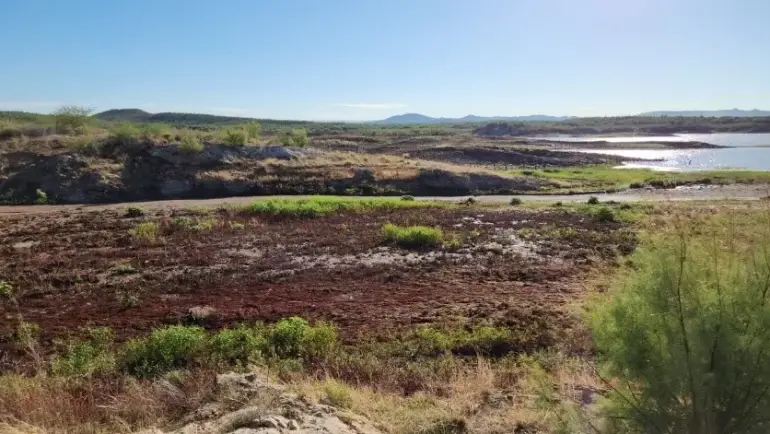 14/08/2023 Amenaza con colapsar el sector ganadero en el Norte de Sonora por sequía extrema