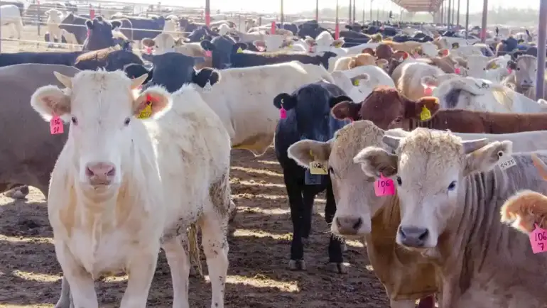 10/08/2023 Ganaderos, gobierno y autoridades van fuerte para blindar la exportación de ganado bovino de Nuevo León