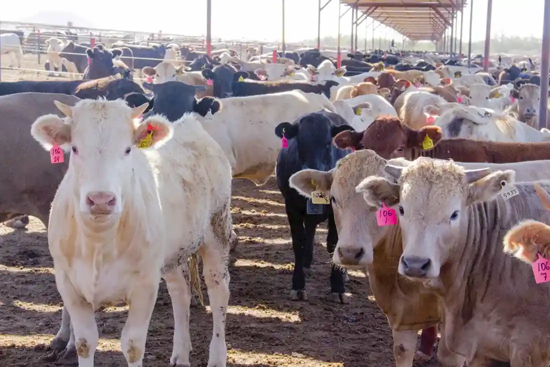 10/08/2023 Ganaderos, gobierno y autoridades van fuerte para blindar la exportación de ganado bovino de Nuevo León