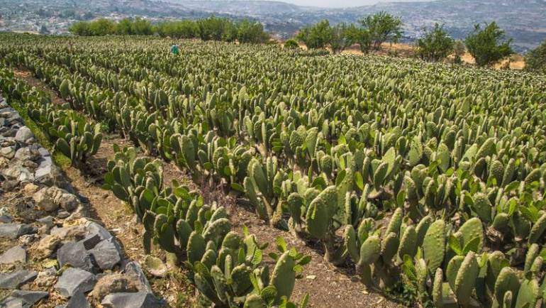 07/09/2023. EL FINANCIERO: Alista agro soluciones tecnológicas para eficientar uso de recursos