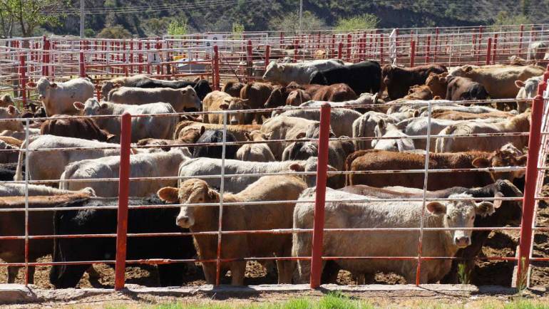 04/09/2023. Redacción ganadería: La ganadería duranguense se prepara para ser inspeccionada por el USDA en 2024
