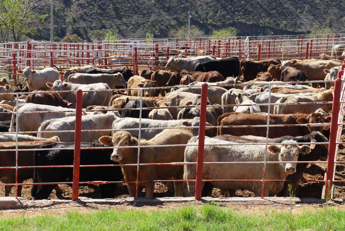 04/09/2023. Redacción ganadería: La ganadería duranguense se prepara para ser inspeccionada por el USDA en 2024