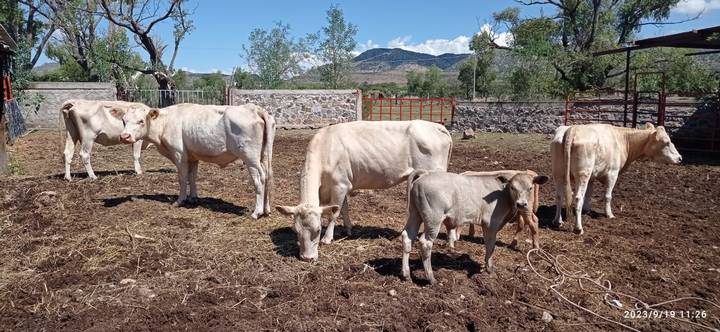 20/10/2023. El sol de Durango: Recomiendan venta de hato ganadero en riesgo de morir tras sequía