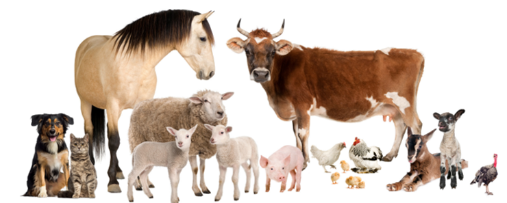 9/10/2023.3tres3.com: La FDA publica un plan de administración de antimicrobianos en veterinaria para 2024-2028.