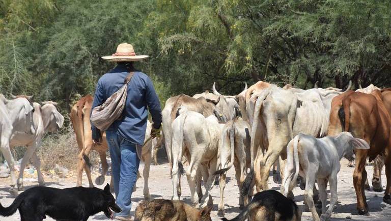 25/10/2023. El sol de Irapuato: Venden campesinos su ganado antes que verlos morir de hambre en Irapuato