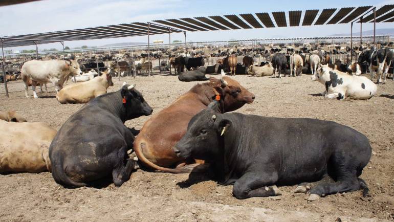 15/11/2023.QUADRATIN Sinaloa: Proponen estaciones experimentales para el desarrollo de ganado en Sinaloa