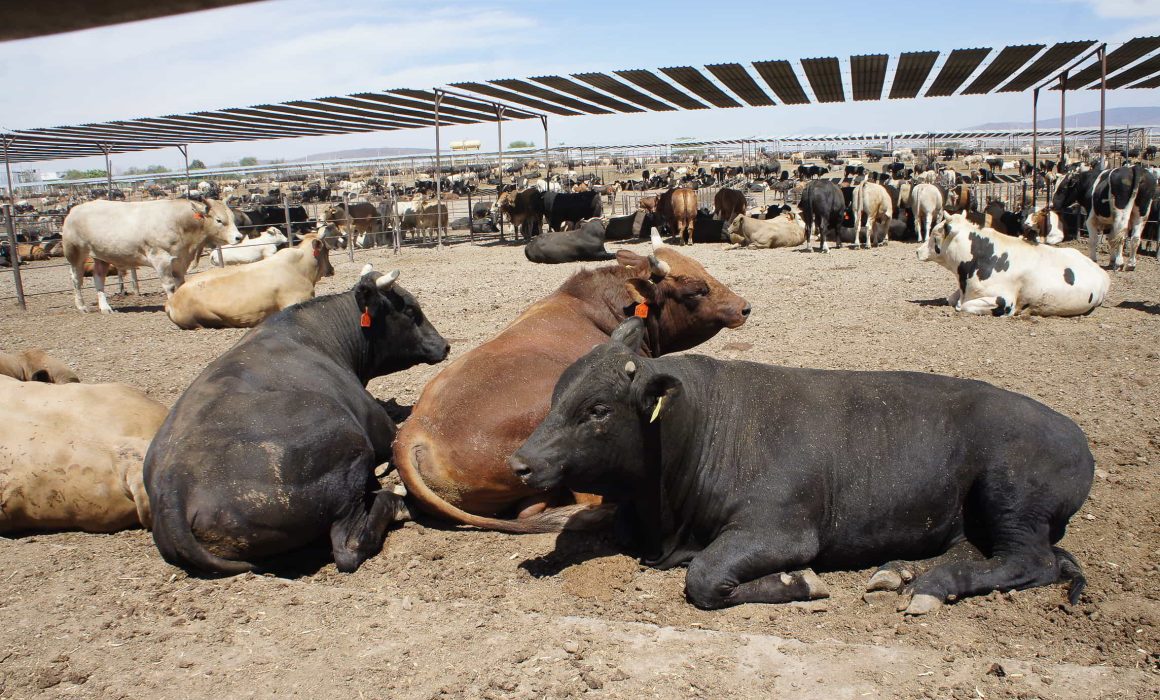 15/11/2023.QUADRATIN Sinaloa: Proponen estaciones experimentales para el desarrollo de ganado en Sinaloa