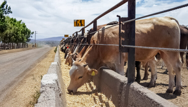 09/11/2023. ACK noticias: Moderniza Agricultura regulación sobre productos para uso o consumo animal