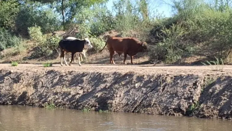22/11/2023. EL IMPARCIAL: Aumenta en Sur de Sonora el robo de ganado en último trimestre del año