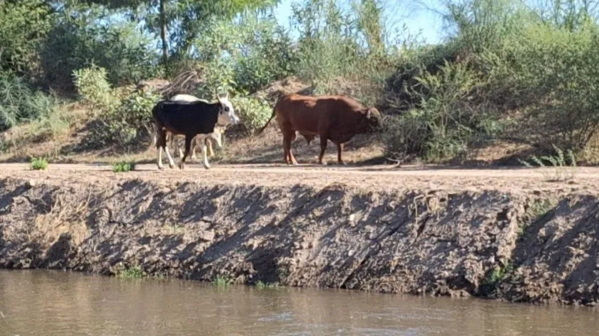 22/11/2023. EL IMPARCIAL: Aumenta en Sur de Sonora el robo de ganado en último trimestre del año