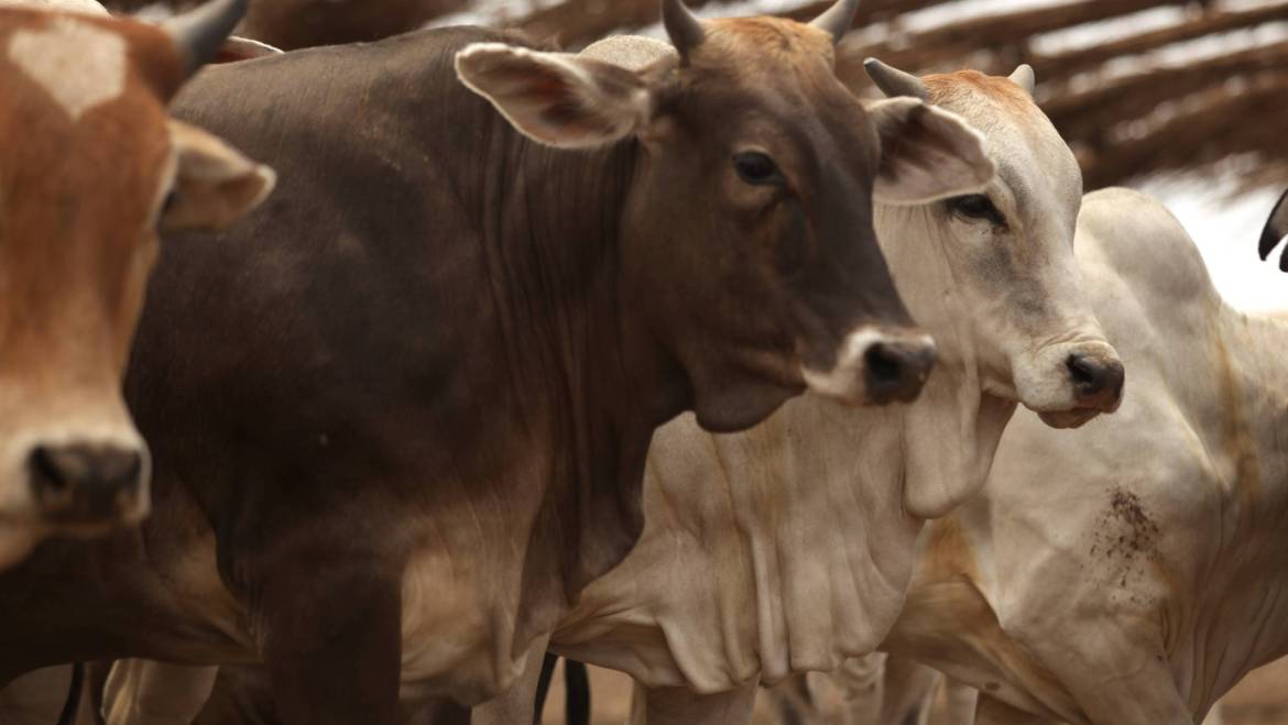 17/11/2023. SADER: Crece 5.1% producción agroalimentaria del país en los últimos cinco años, pese a escenarios globales adversos