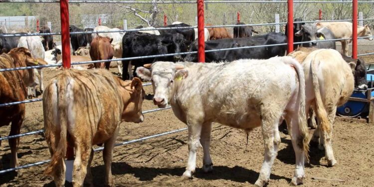 29/11/2023. ElPUEBLOTVe: Inició las actividades del barrido contra la tuberculosis en ganado bovino en apoyo a ganaderos de la zona rural de Cabo San Lucas