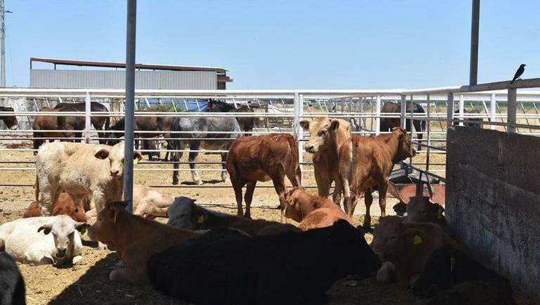1/11/2023. El Sol del Parral: Preocupa futuro de la ganadería en Chihuahua por crisis hídrica