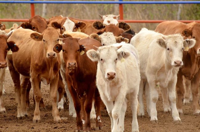 02/11/2023. Talla Política: Agricultura reporta crecimiento de 10 por ciento exportación de ganado bovino mexicano a Estados Unidos