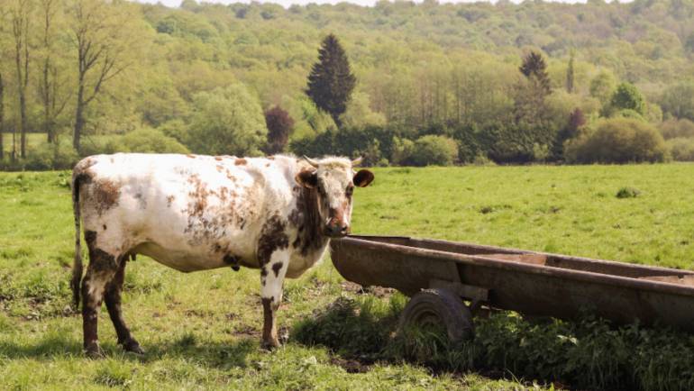 03/11/2023. Diario Veterinario: Mexicanos revisan propuestas de mejora para los sistemas de producción ganadera de doble propósito