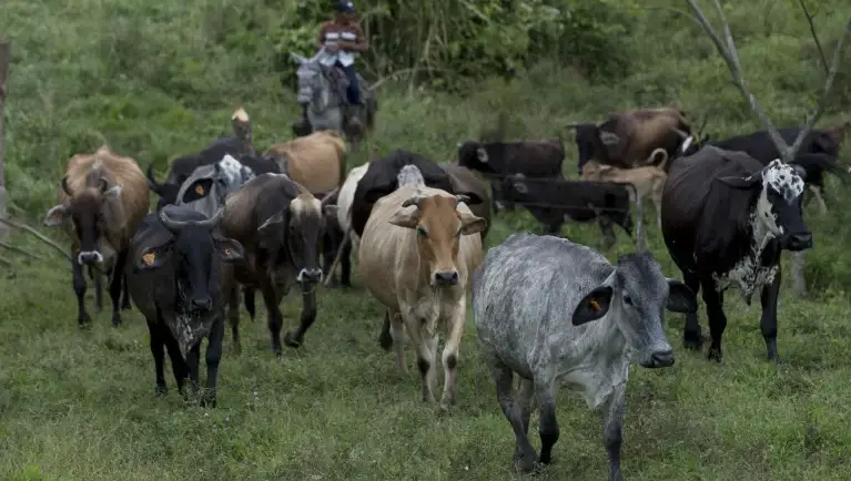 04/12/2023. EFE. Agro: Las emisiones de la ganadería bovina están mal contabilizadas y son menores, dice IICA
