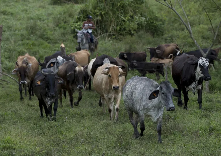 04/12/2023. EFE. Agro: Las emisiones de la ganadería bovina están mal contabilizadas y son menores, dice IICA