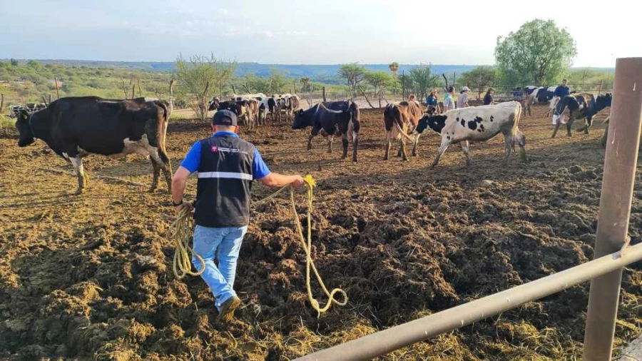06/11/2023.Diario Veterinario: Vacunan a 7.000 cabezas de ganado bovino y ovino en Aguascalientes