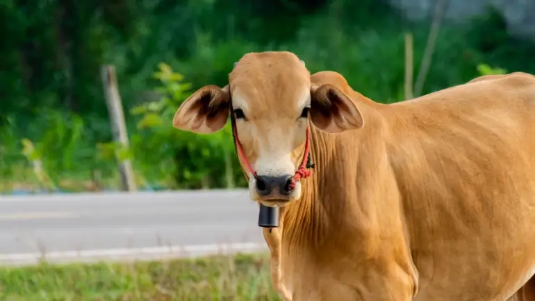 01/02/2024. Diario Veterinario: Detectan varios casos de rabia paralítica bovina en varios estados mexicanos