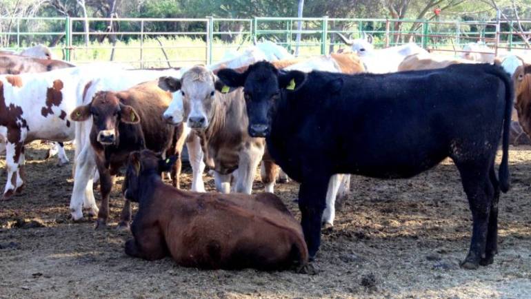 15/02/2024: Capacitan a productores y técnicos pecuarios en manejo de tuberculosis bovina