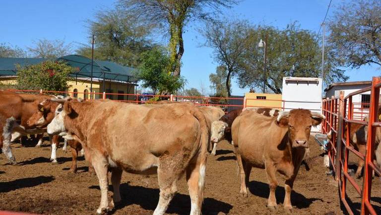 14/02/2024. Tribuna de San Luis: Frenan exportación de ganado por burocracia
