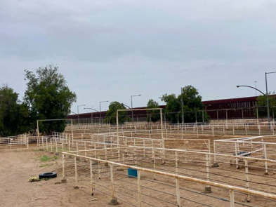 07/02/2024. Tribuna de San Luis: Ganaderos esperan permiso de EU para usar corrales y exportar reses