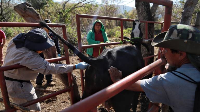 05/02/2024. Refuerza Sedagro campaña contra la brucelosis bovina en Tepoztlán