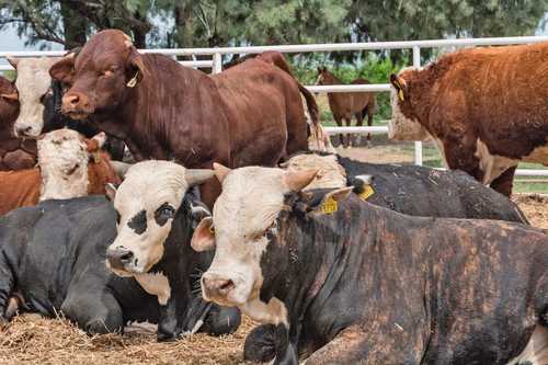 19/03/2024. LaJornada: El robo de ganado y la extorsión golpean al sector agropecuario