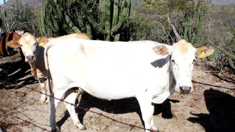 07/03/2024. DESTACA SEPADA LABOR DEL SECTOR GANADERO EN BCS