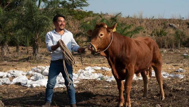 11/03/2024. El Sol de México: Inseguridad y cambio climático afectan a más de un millón de ganaderos en México