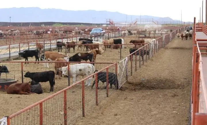 01/03/2024. La Jornada: Suspenden en Chihuahua exportación de ganado a EU por virus