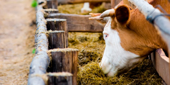 16/04/2024. BM EDITORES: Recomienda APHIS-USDA a sus productores no movilizar ganado