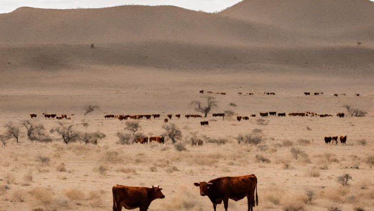 11/04/2024. EL UNIVERSAL: Crisis del agua: ganaderos alertan que sequía amenaza producción de carne