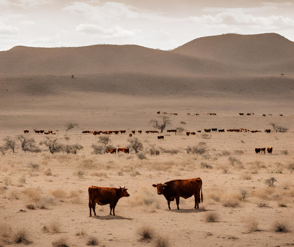 11/04/2024. EL UNIVERSAL: Crisis del agua: ganaderos alertan que sequía amenaza producción de carne