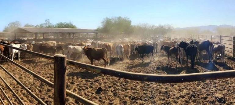 19/04/2024. SEPADA LLEVARÁ A CABO BARRIDO CONTRA LA TUBERCULOSIS BOVINA EN LOS CABOS