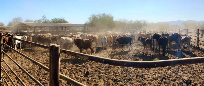 19/04/2024. SEPADA LLEVARÁ A CABO BARRIDO CONTRA LA TUBERCULOSIS BOVINA EN LOS CABOS