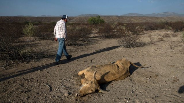 02/04/2024. Forbes México: Sequía causaría pérdidas económicas en más de 50% de agricultores y ganaderos: aseguradoras