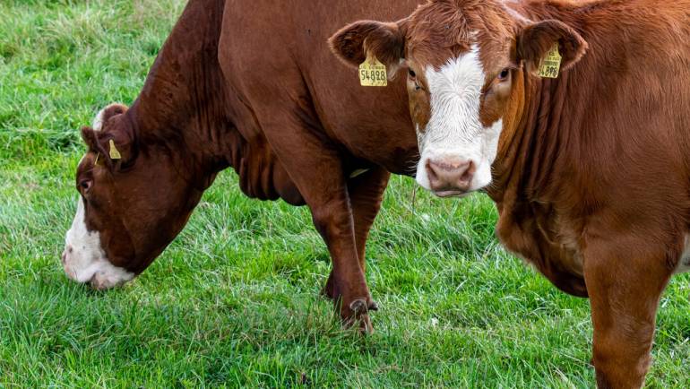 02/05/2024. Síntesis: Ante casos de gripe aviar en ganado lechero se realizarán pruebas en carne de res