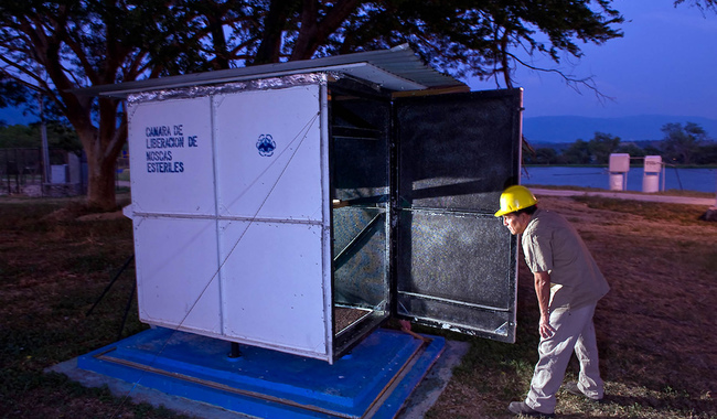 06/05/2024. Eleva Agricultura alerta sanitaria por presencia de gusano barrenador del ganado en Centroamérica